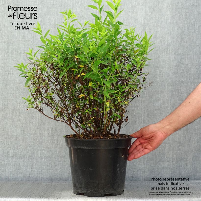 Exemplar von Sommerspiere Shirobana Genpei - Spiraea japonica Topf mit 7,5L/10L wie im Frühjahr geliefert