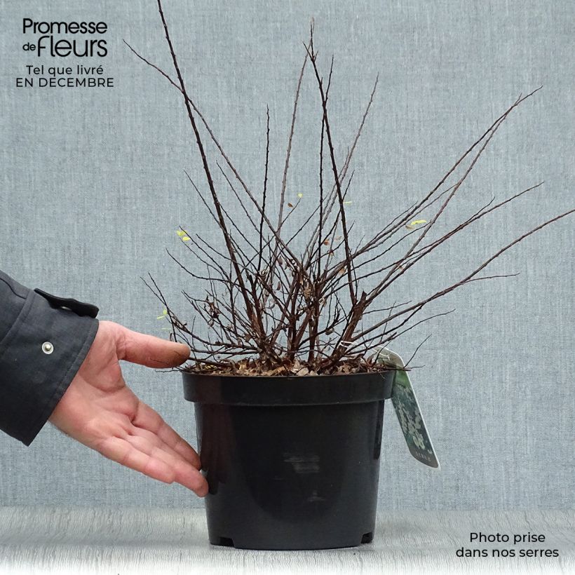 Exemplar von Japanische Strauchspiere Snowmound - Spiraea nipponica Topf mit 3L/4L wie im Winter geliefert