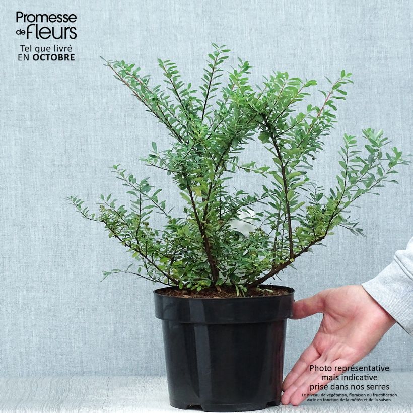 Exemplar von Japanische Strauchspiere Snowmound - Spiraea nipponica Topf mit 3L/4L wie im Herbst geliefert