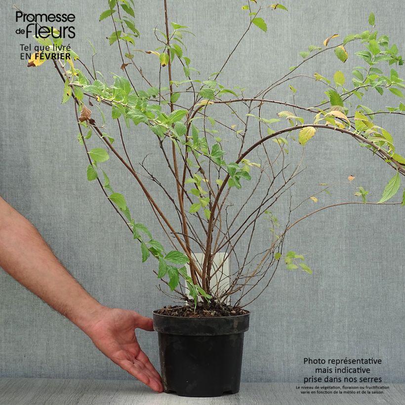 Exemplar von Sommerspiere Sparkling Champagne - Spiraea japonica Topf mit 3L/4L wie im Herbst geliefert