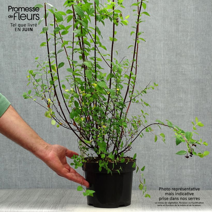 Exemplar von Sommerspiere Sparkling Champagne - Spiraea japonica Topf mit 3L/4L wie im Sommer geliefert