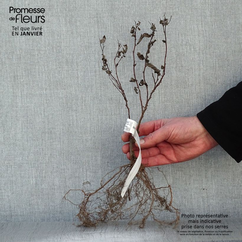 Exemplar von Sommerspiere Froebelii - Spiraea japonica Wurzelnackt wie im Winter geliefert