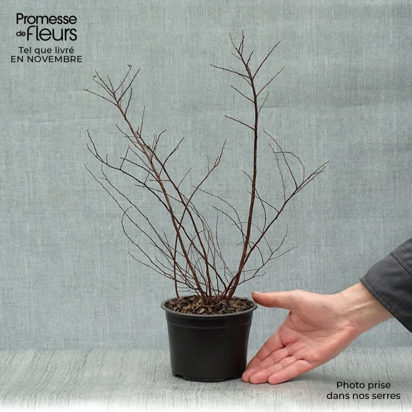 Exemplar von Japanische Strauchspiere Halwards Silver - Spiraea nipponica Topf mit 1L/1,5L wie im Herbst geliefert