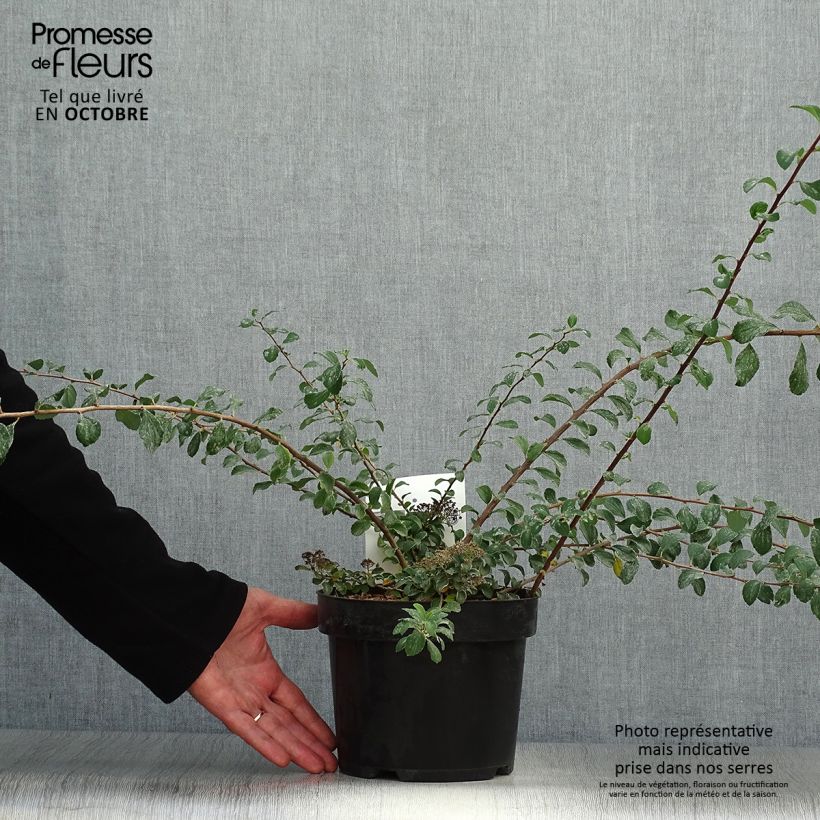 Exemplar von Japanische Strauchspiere White Carpet - Spiraea nipponica Topf mit 3L/4L wie im Herbst geliefert