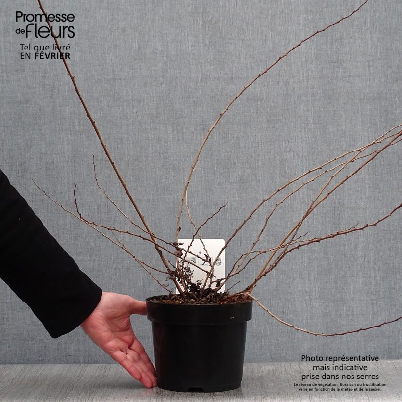 Exemplar von Japanische Strauchspiere White Carpet - Spiraea nipponica Topf mit 3L/4L wie im Winter geliefert