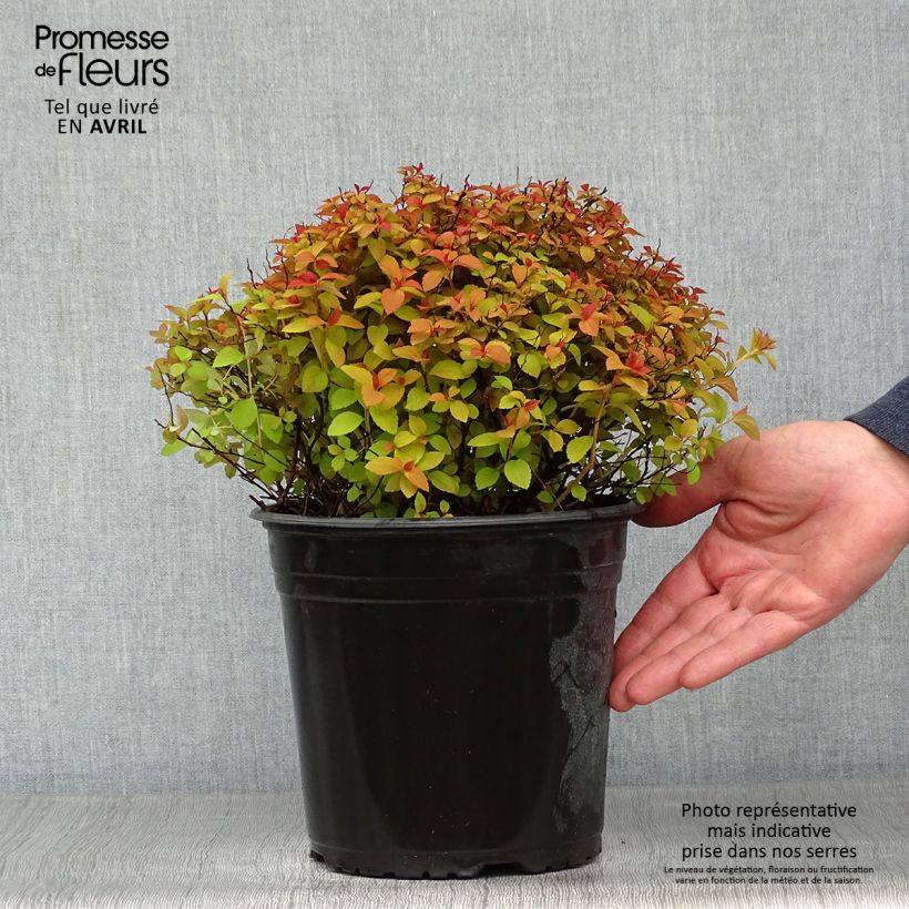 Exemplar von Sommerspiere Zen'Spirit Caramel - Spiraea japonica Topf mit 3L/4L wie im Frühjahr geliefert