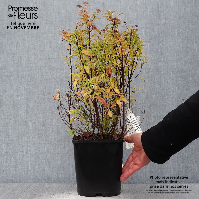 Exemplar von Rote Sommerspiere Anthony Waterer - Spiraea japonica Topf mit 4L/5L wie im Herbst geliefert
