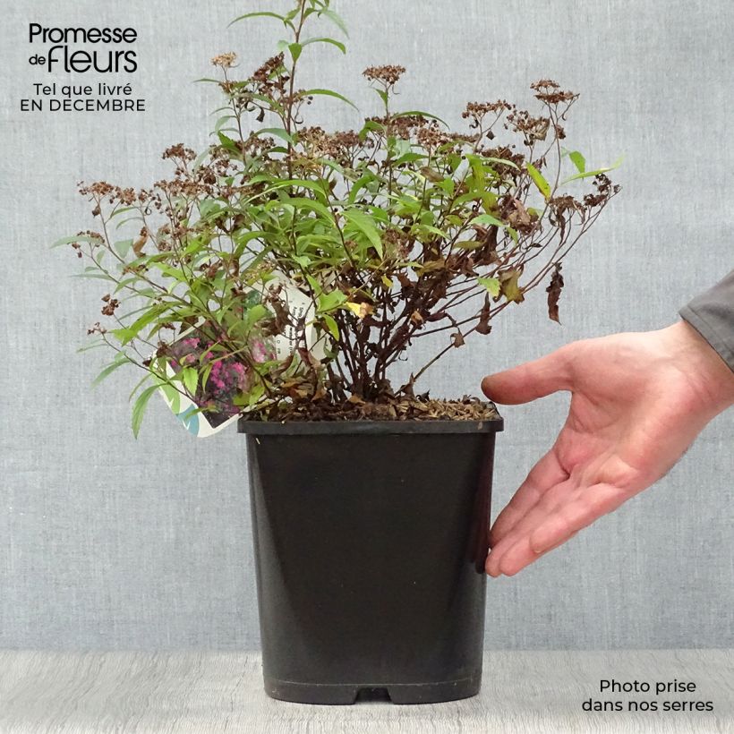 Exemplar von Rote Sommerspiere Anthony Waterer - Spiraea japonica Topf mit 4L/5L wie im Winter geliefert