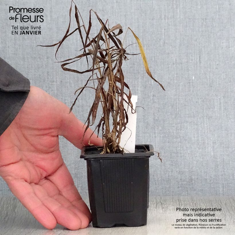 Exemplar von Spodiopogon sibiricus West Lake - Graubartgras Kleine Töpfe von 8/9 cm wie im Winter geliefert