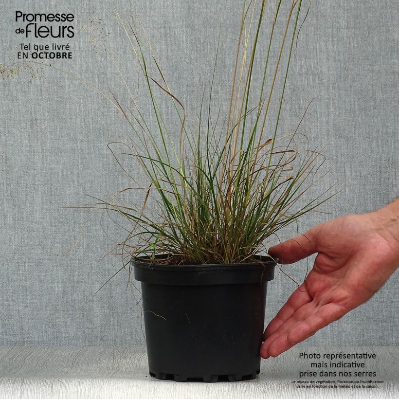 Exemplar von Sporobolus heterolepis - Tautropfengras Topf mit 2L/3L wie im Herbst geliefert