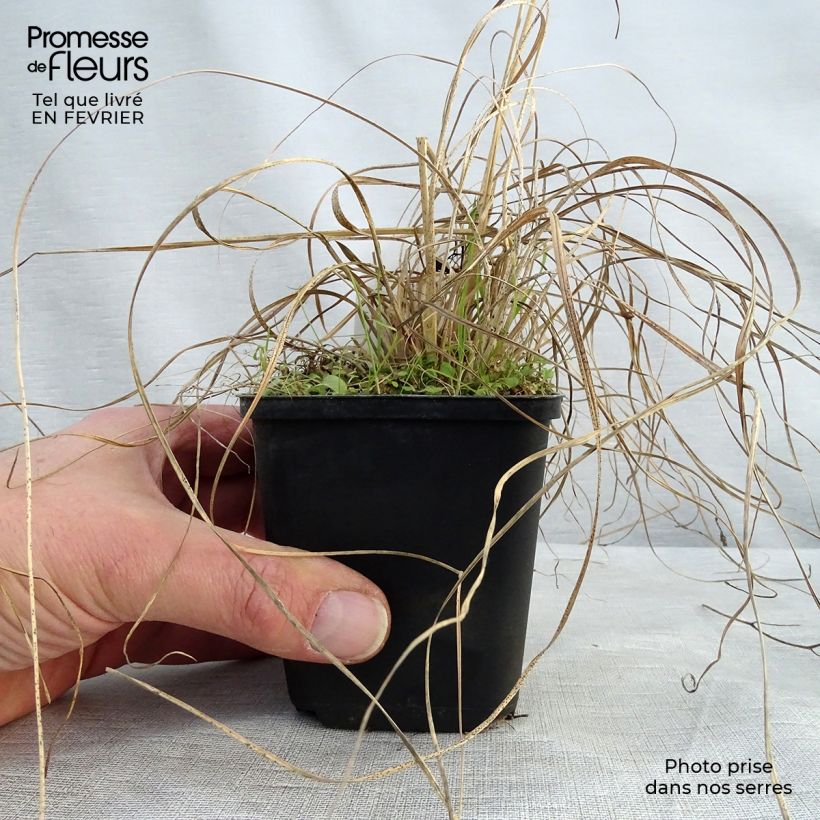 Exemplar von Sporobolus heterolepis Wisconsin Strain - Tautropfengras Kleine Töpfe von 8/9 cm wie im Winter geliefert