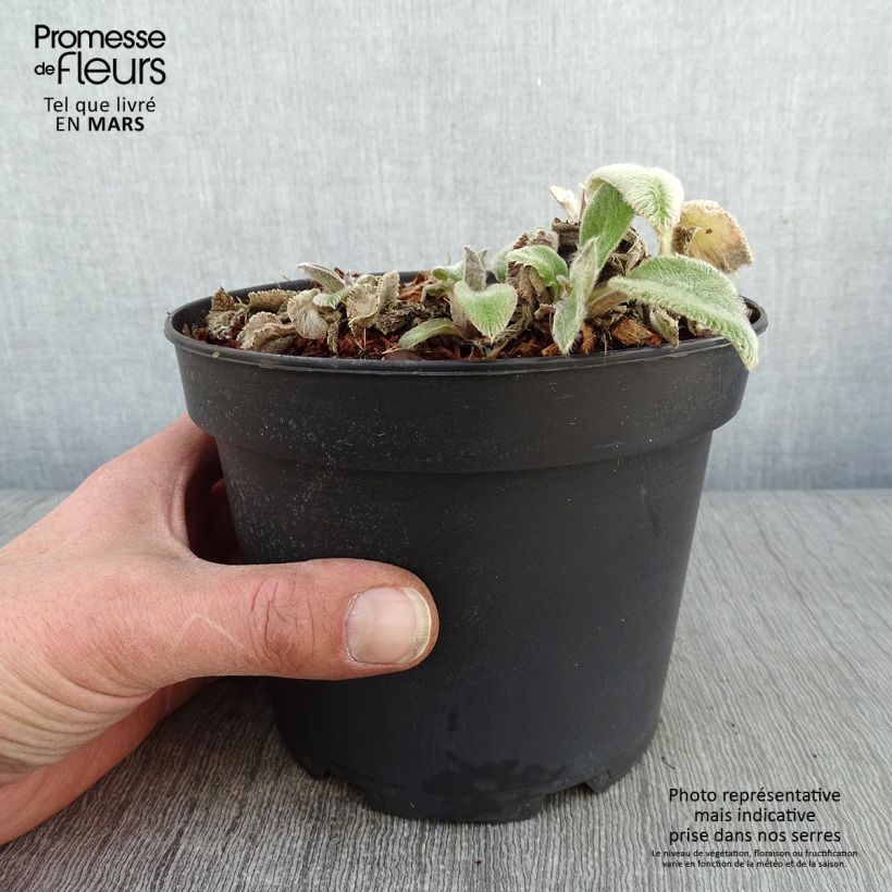 Exemplar von Woll-Ziest Big Ears - Stachys byzantina Topf mit 1,5L/2L wie im Winter geliefert