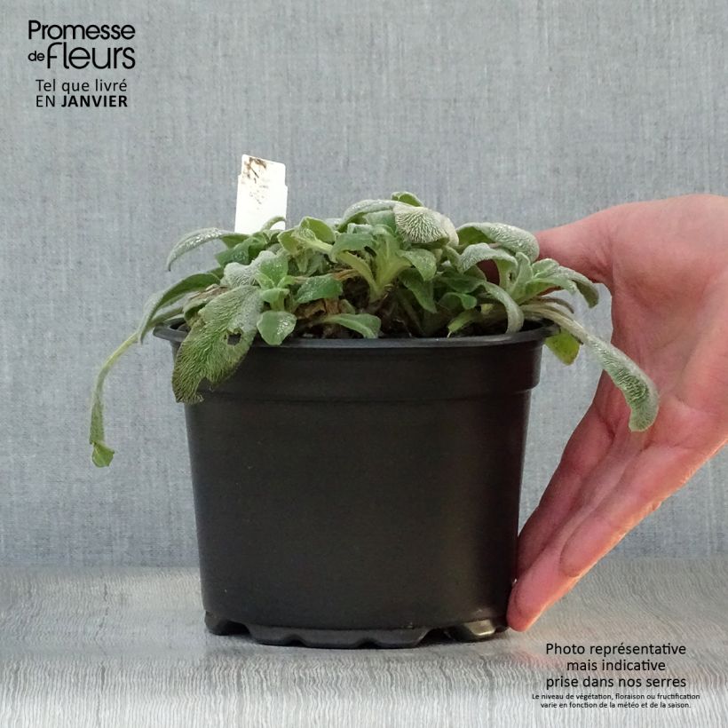 Exemplar von Woll-Ziest - Stachys byzantina Topf mit 2L/3L wie im Winter geliefert