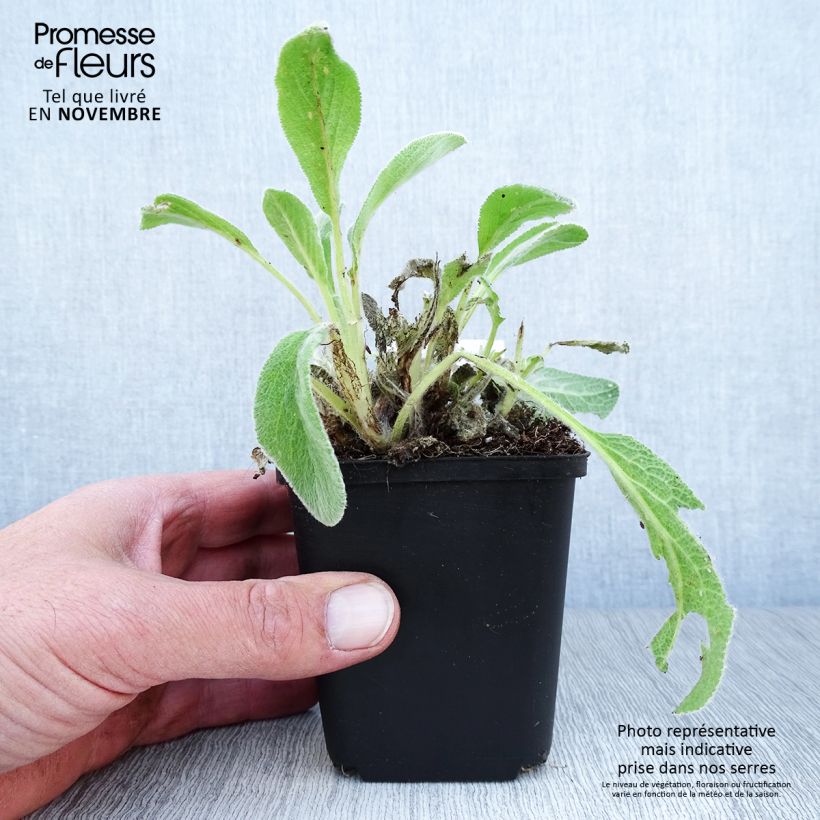Exemplar von Woll-Ziest - Stachys byzantina Kleine Töpfe von 8/9 cm wie im Herbst geliefert