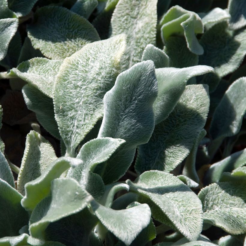 Woll-Ziest Silver Carpet - Stachys byzantina (Laub)
