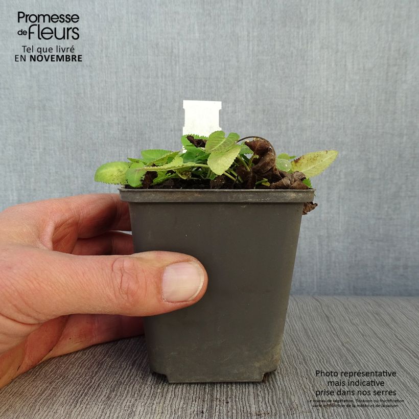 Exemplar von Heil-Ziest Hummelo - Stachys monieri Kleine Töpfe von 8/9 cm wie im Herbst geliefert