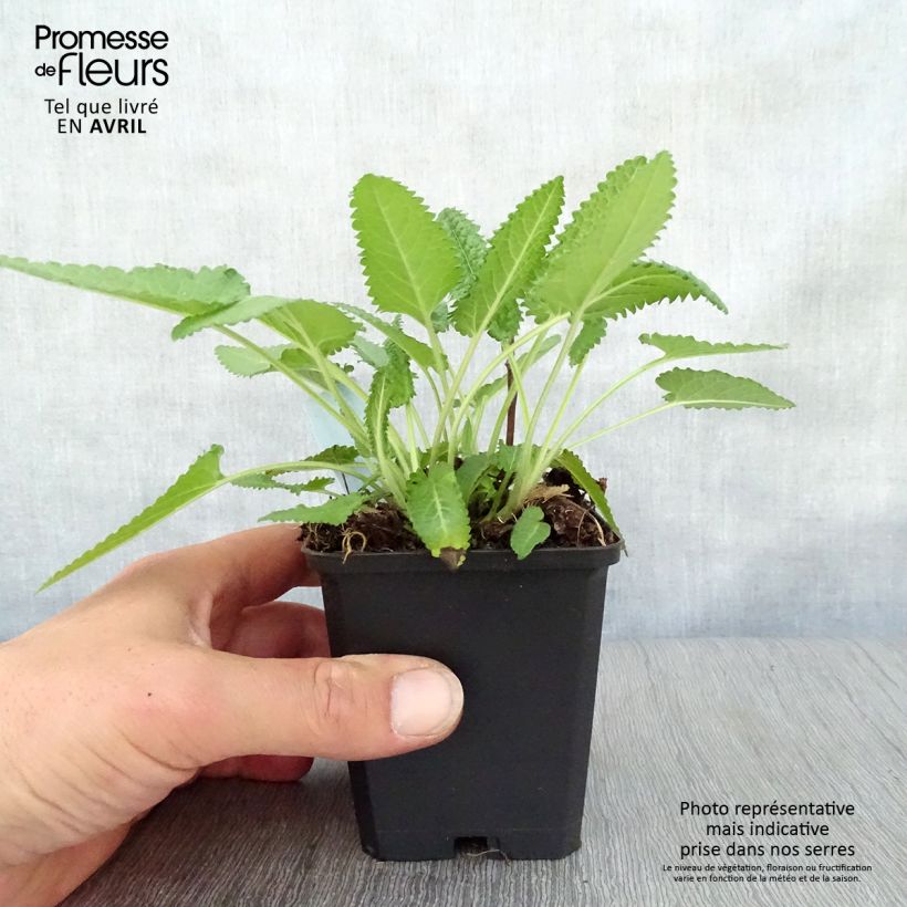 Exemplar von Heil-Ziest Hummelo - Stachys monieri Kleine Töpfe von 8/9 cm wie im Frühjahr geliefert