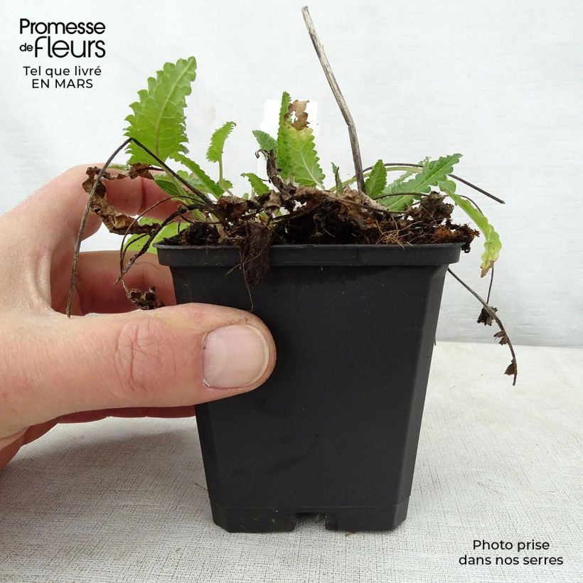 Exemplar von Heil-Ziest Rosea - Stachys monieri Kleine Töpfe von 8/9 cm wie im Frühjahr geliefert