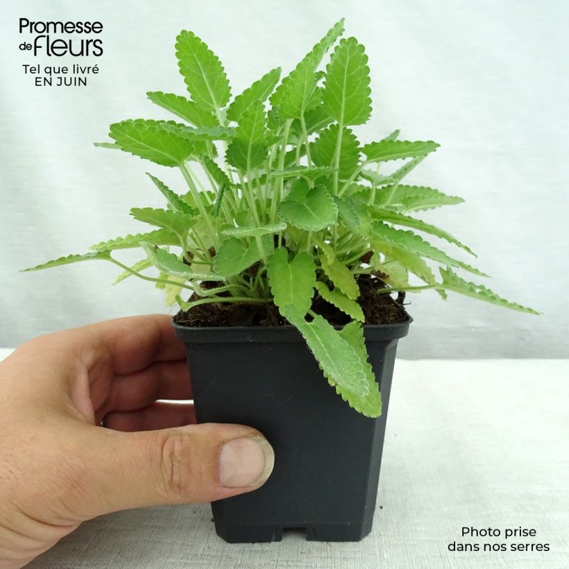 Exemplar von Heil-Ziest Rosea - Stachys monieri Kleine Töpfe von 8/9 cm wie im Sommer geliefert