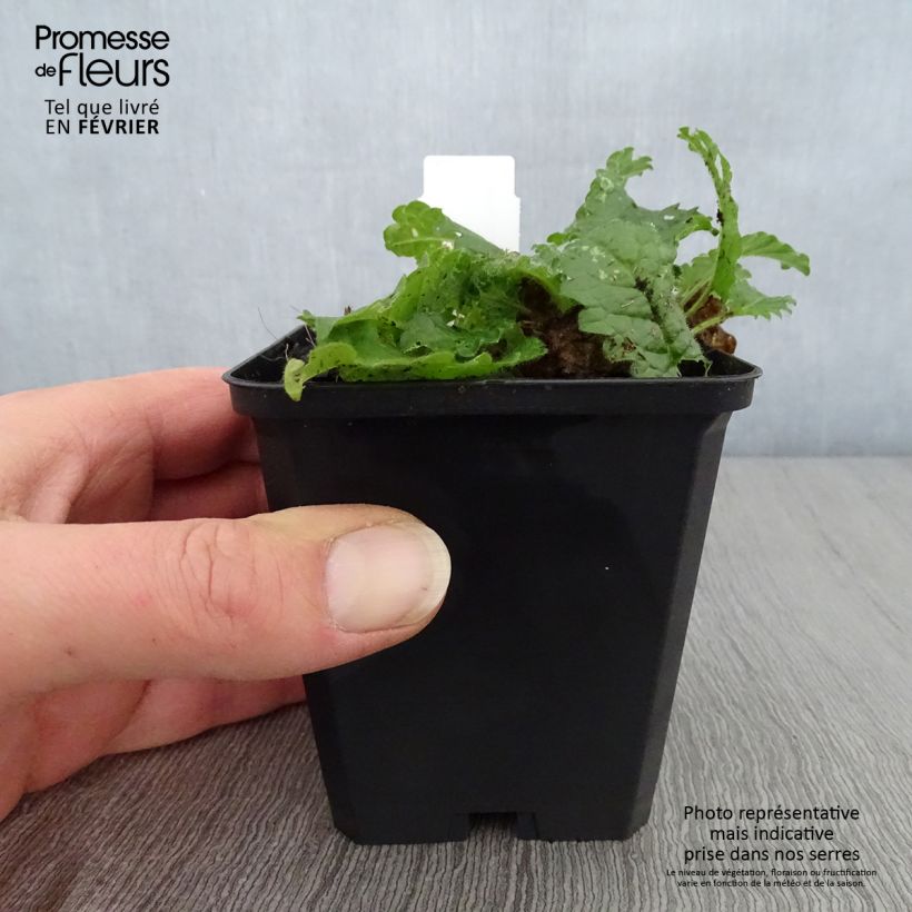 Exemplar von Heil-Ziest Rosea - Stachys monieri Kleine Töpfe von 8/9 cm wie im Winter geliefert