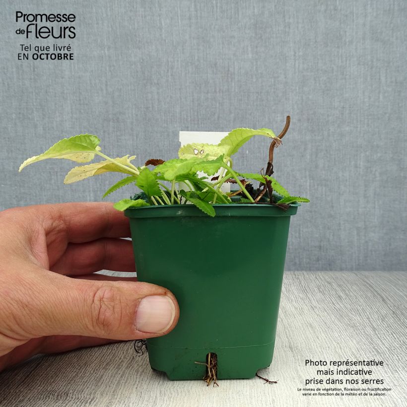 Exemplar von Echte Betonie Alba - Stachys officinalis Kleine Töpfe von 8/9 cm wie im Herbst geliefert
