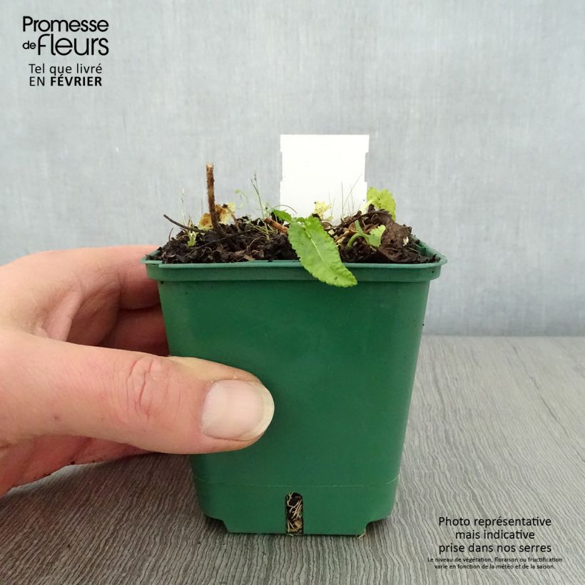 Exemplar von Echte Betonie Alba - Stachys officinalis Kleine Töpfe von 8/9 cm wie im Winter geliefert