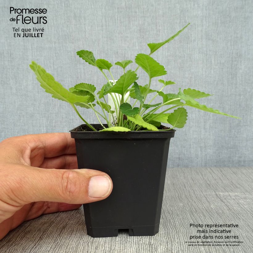 Exemplar von Echte Betonie - Stachys officinalis Kleine Töpfe von 8/9 cm wie im Sommer geliefert
