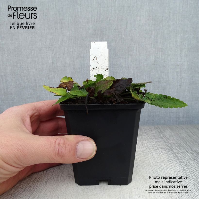 Exemplar von Echte Betonie - Stachys officinalis Kleine Töpfe von 8/9 cm wie im Winter geliefert