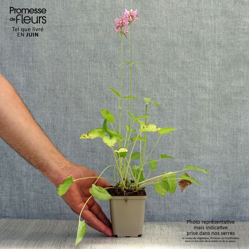 Exemplar von Echte Betonie Pink Cotton Candy - Stachys officinalis Kleine Töpfe von 8/9 cm wie im Sommer geliefert