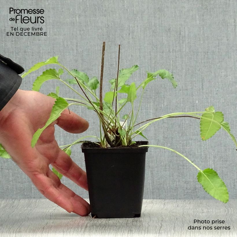 Exemplar von Echte Betonie Pink Cotton Candy - Stachys officinalis Kleine Töpfe von 8/9 cm wie im Winter geliefert