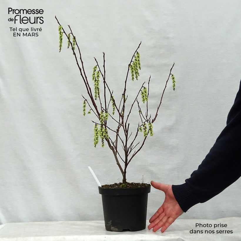 Exemplar von Stachyurus chinensis Celina - Perlschweif Topf mit 3L/4L wie im Frühjahr geliefert