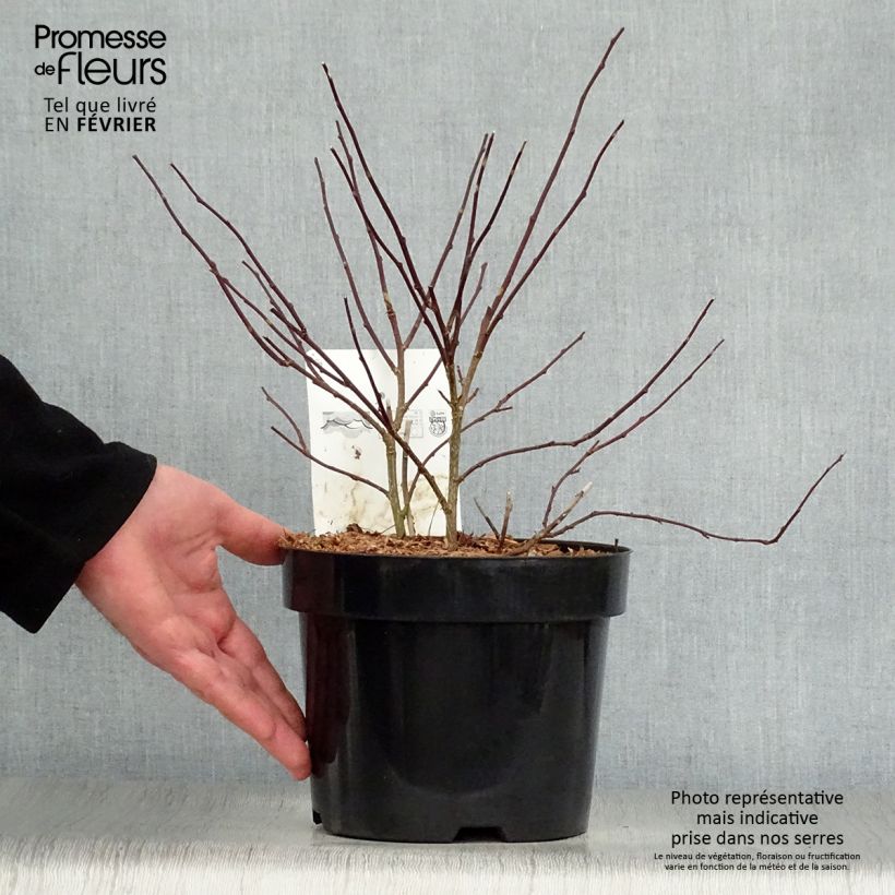 Exemplar von Stachyurus chinensis Celina - Perlschweif Topf mit 3L/4L wie im Winter geliefert