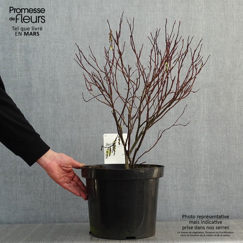 Exemplar von Stachyurus chinensis Celina - Perlschweif Topf mit 7,5L/10L wie im Winter geliefert