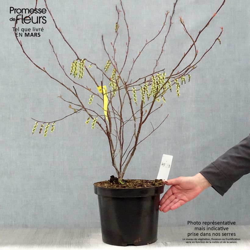 Exemplar von Stachyurus chinensis Celina - Perlschweif Topf mit 7,5L/10L wie im Frühjahr geliefert