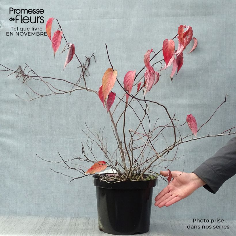 Exemplar von Stachyurus chinensis Joy Forever - Perlschweif Topf mit 7,5L/10L wie im Herbst geliefert