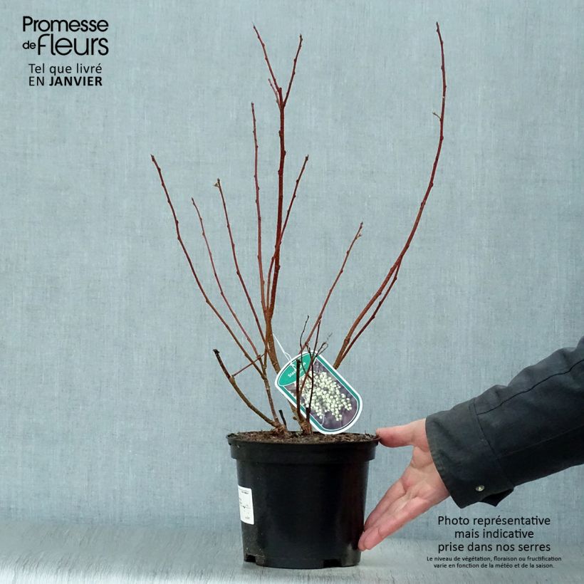 Exemplar von Stachyurus praecox - Japanischer Perlschweif Topf mit 2L/3L wie im Winter geliefert