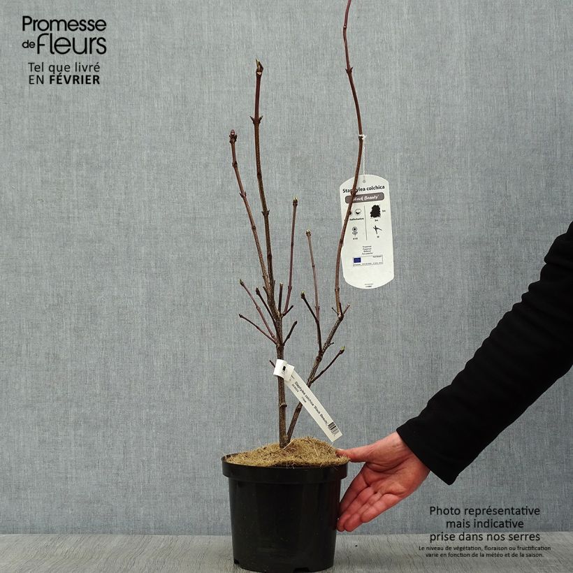 Exemplar von Staphylea colchica Black Beauty - Pimpernuss Topf mit 4L/5L wie im Winter geliefert