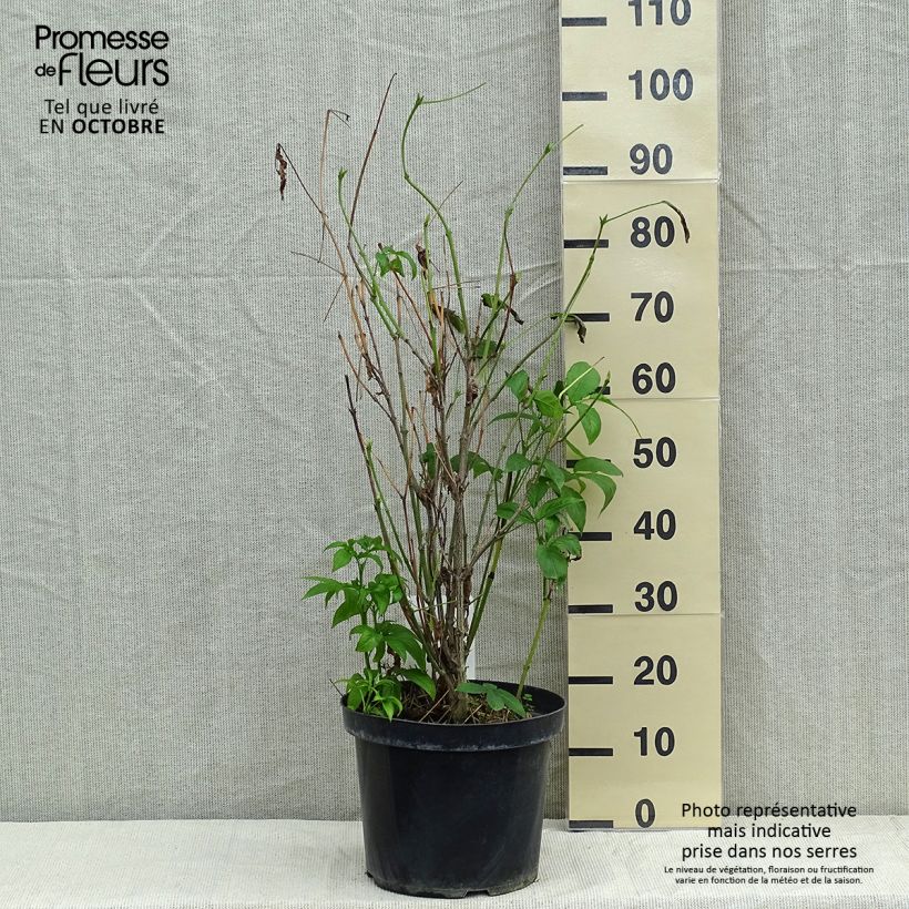 Exemplar von Staphylea colchica - Pimpernuss Topf mit 7,5L/10L wie im Herbst geliefert