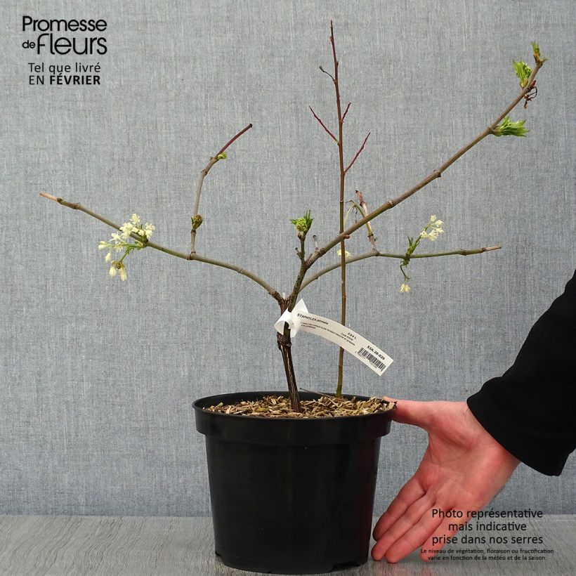 Exemplar von Pimpernuss - Staphylea pinnata Topf mit 3L/4L wie im Winter geliefert