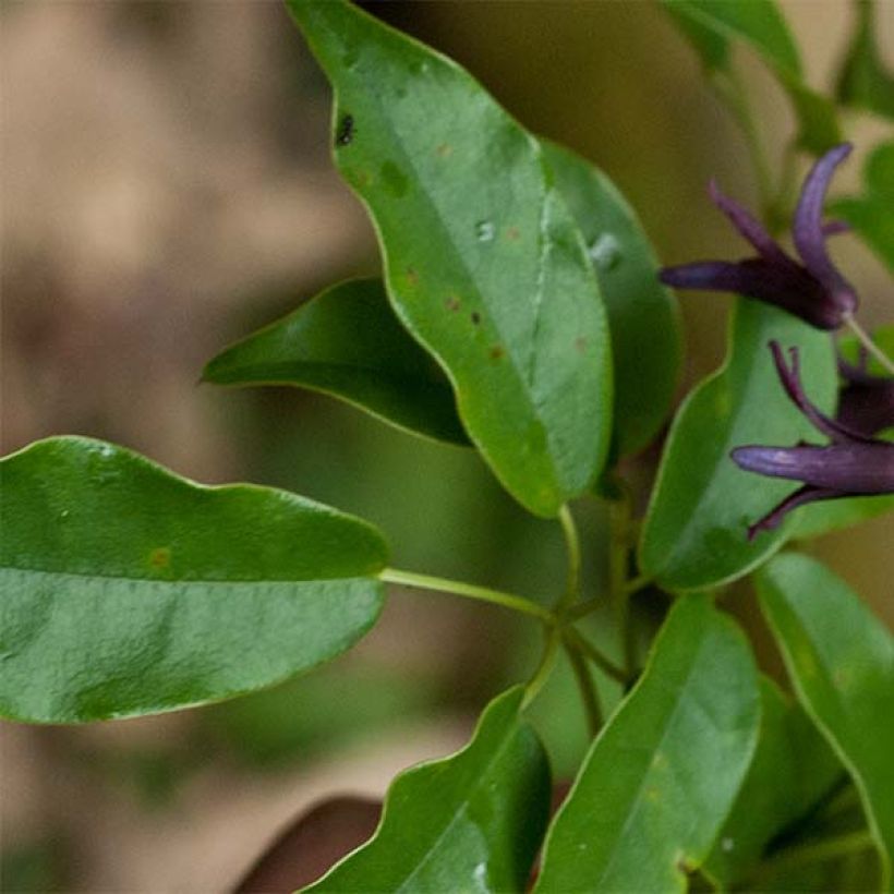 Stauntonia purpurea - Purpur-Stauntonie (Laub)