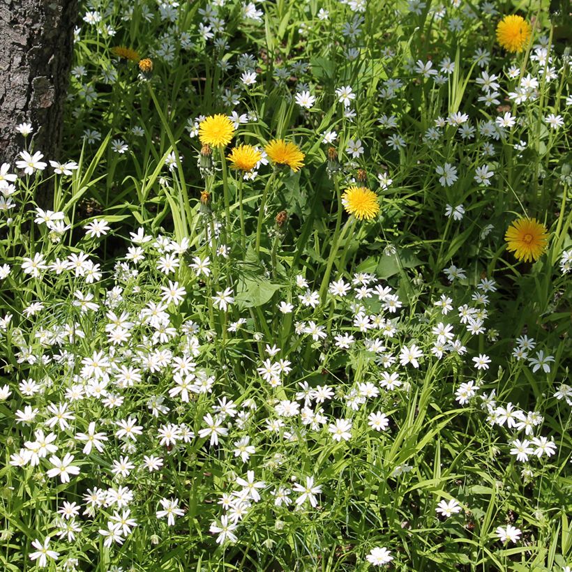 Stellaria holostea - Große Sternmiere (Hafen)