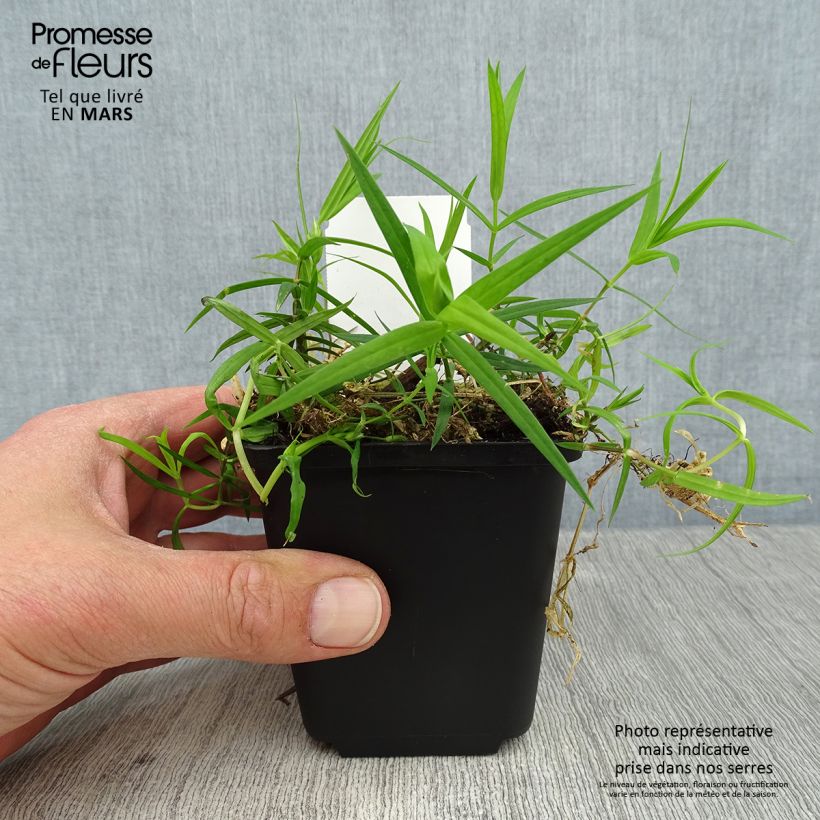 Exemplar von Stellaria holostea - Große Sternmiere Kleine Töpfe von 8/9 cm wie im Frühjahr geliefert