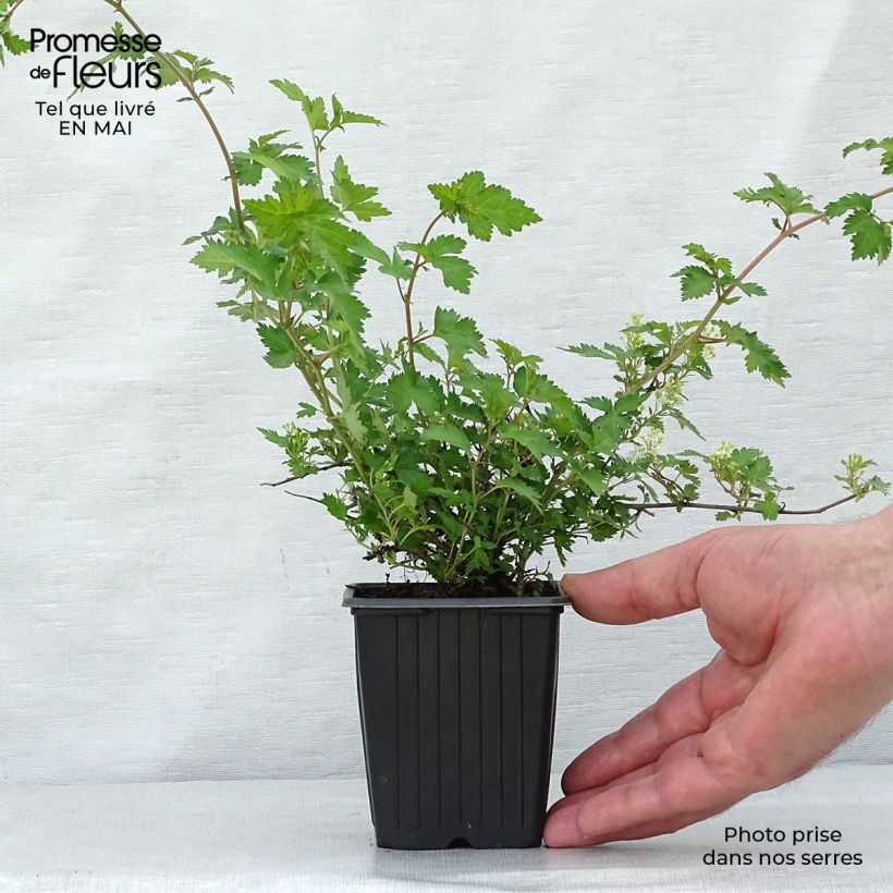 Exemplar von Stephanandra incisa Crispa - Kranzspiere Kleine Töpfe von 8/9 cm wie im Frühjahr geliefert