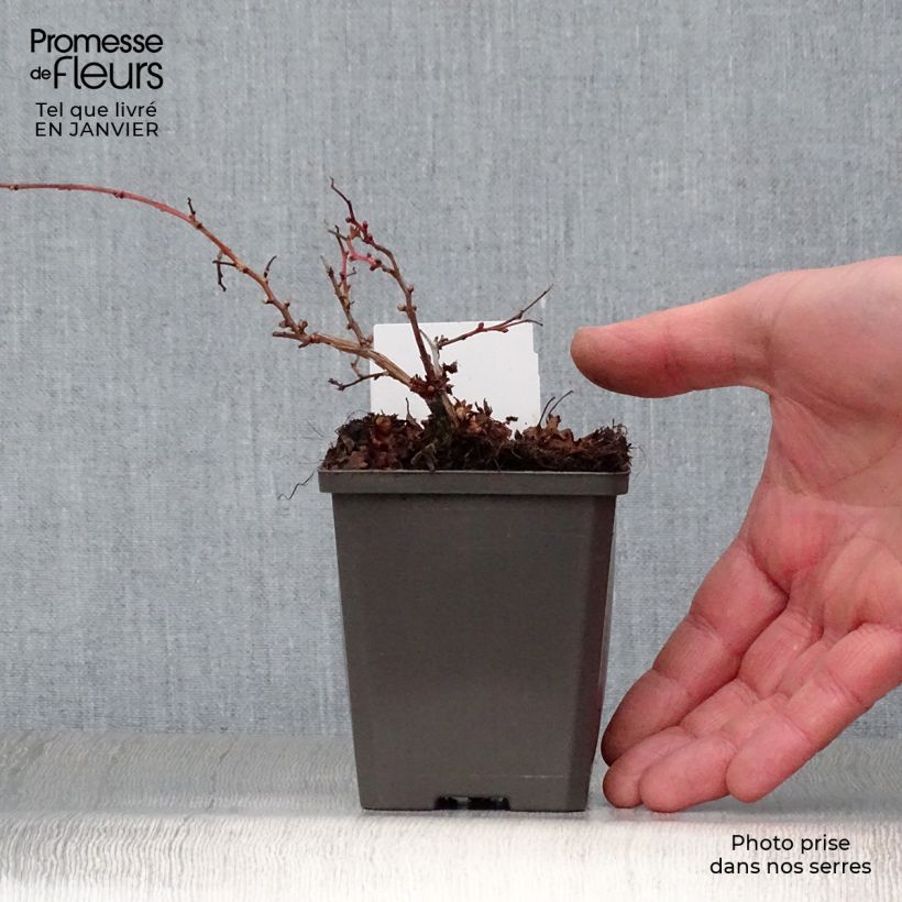 Exemplar von Stephanandra incisa Crispa - Kranzspiere Kleine Töpfe von 8/9 cm wie im Winter geliefert