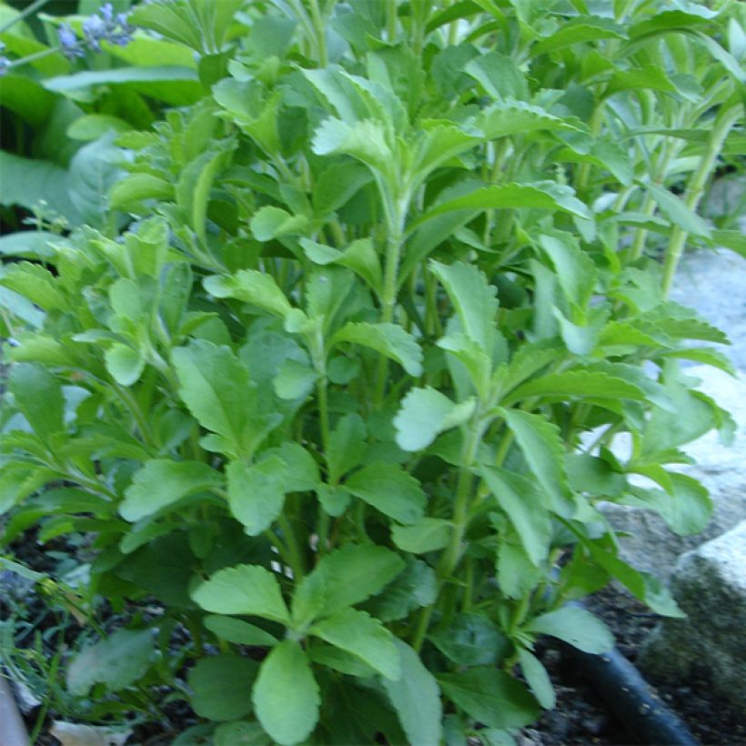 Süßkraut - Stevia rebaudiana (Hafen)