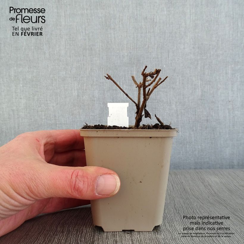 Exemplar von Süßkraut - Stevia rebaudiana Kleine Töpfe von 8/9 cm wie im Winter geliefert