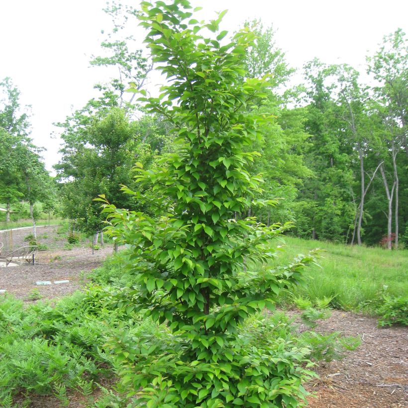 Stewartia monadelpha - Stewartie (Hafen)