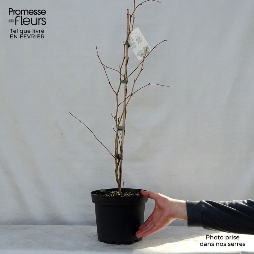 Exemplar&#x20;von&#x20;Stewartia&#x20;pseudocamellia&#x20;-&#x20;Kamelienartige&#x20;Stewartie&#x20;Topf&#x20;mit&#x20;3L&#x2F;4L&#x20;wie&#x20;im&#x20;Winter&#x20;geliefert