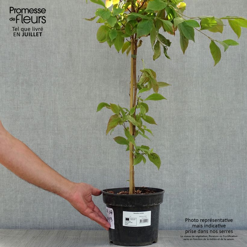 Exemplar von Stewartia rostrata - Schnabel-Stewartie Topf mit 4L/5L wie im Sommer geliefert