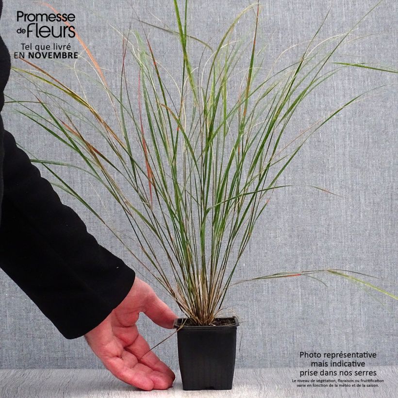 Exemplar von Stipa arundinacea - Federgras Kleine Töpfe von 8/9 cm wie im Herbst geliefert